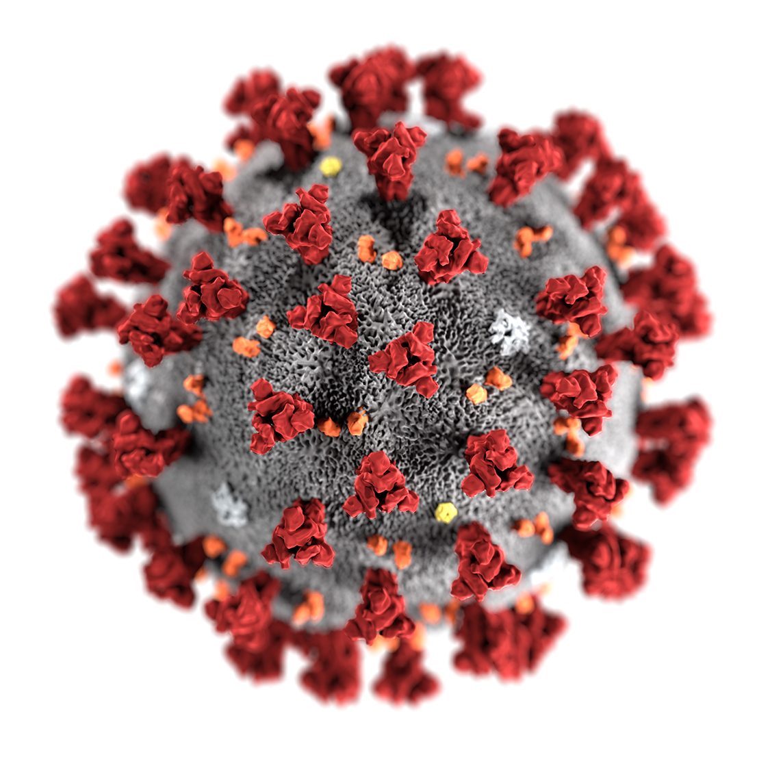 image of a coronavirus molecule