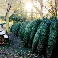 Johnny's Christmas Trees